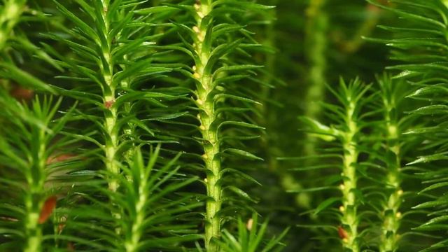 Shining Clubmoss Reproduction смотреть онлайн