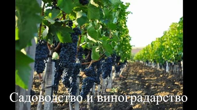 Окружающий мир. 3 класс. Растениеводство. смотреть онлайн