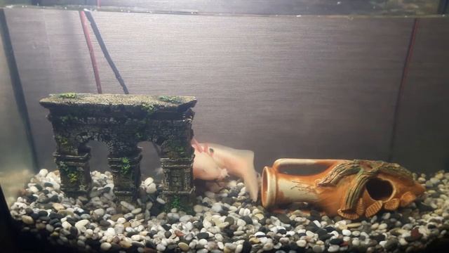 Аквариум. Содержание аксолотля смотреть онлайн