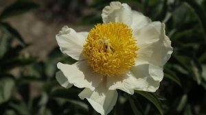 Пион CLAIR DE LUNE