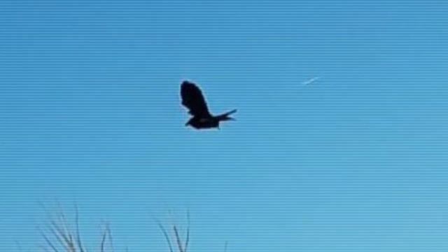 "Error en la Matrix" a medida que un pájaro se mantiene inmóvil en el cielo смотреть онлайн