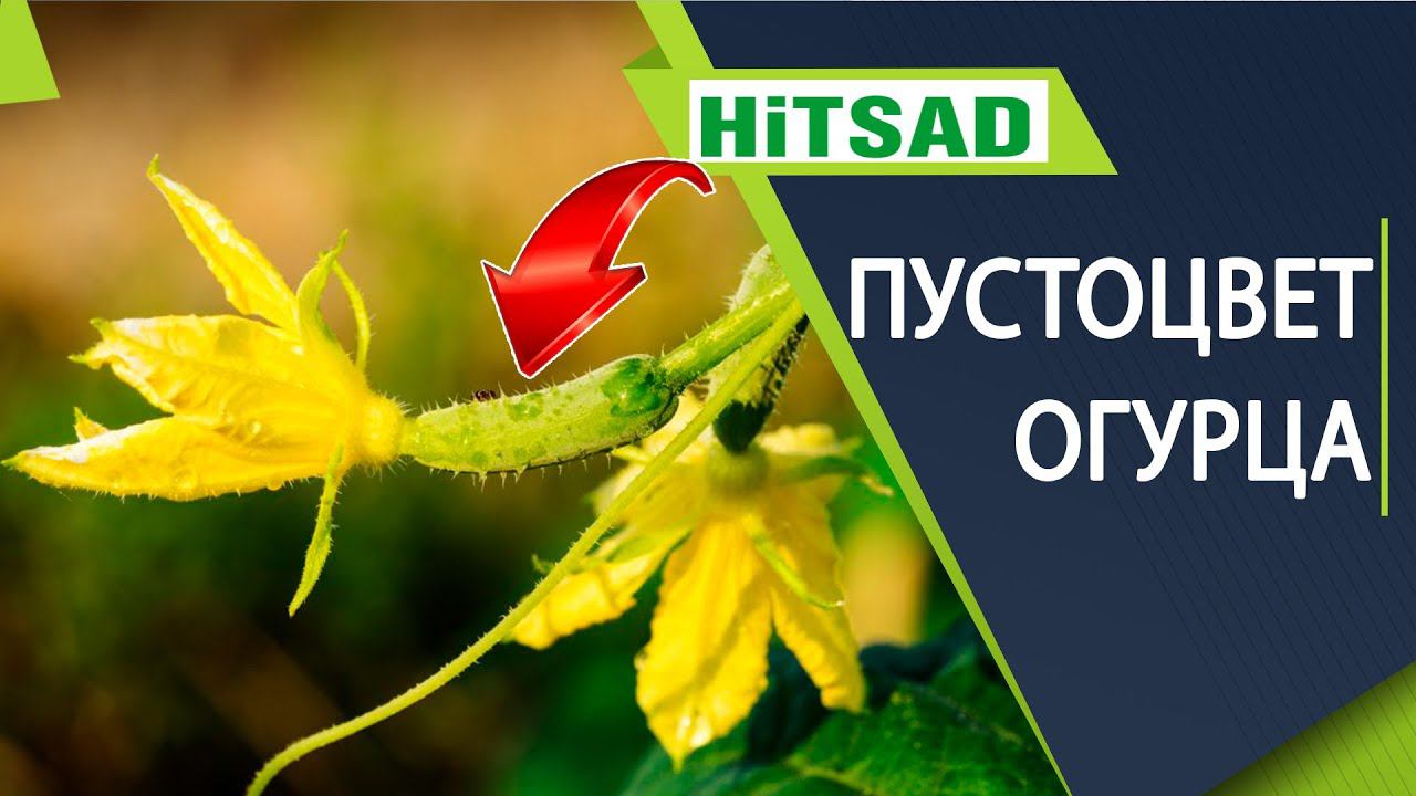 Огурцы цветут, а плодов нет Пустоцветы на огурцах смотреть онлайн