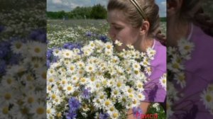 Сорвала я цветок полевой