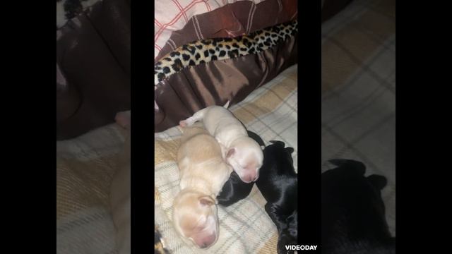 Щенки Мальтипу, какие они в одну неделю жизни@) смотреть онлайн