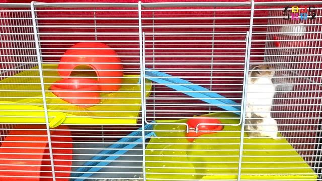 КАМЕРА ЗАСНЯЛА - ЕЩЕ НЕМНОГО И ХОМЯК РАЗБИЛСЯ / СИРИЙСКИЙ ХОМЯК ВИСИТ НА ПЕРЕДНИХ ЛАПАХ. смотреть онлайн