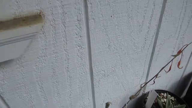 How to cross Aloe with Gasteria смотреть онлайн
