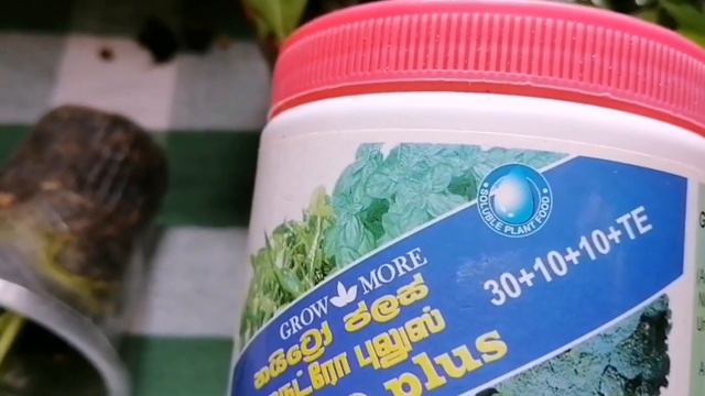 ඇන්තූරියම් වලට සුදුසු රසායනික පොහොර (01) Inorganic Fertilizer Anthurium plants @subaimaorchids8727 смотреть онлайн