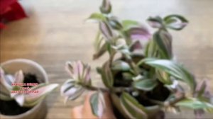 Традесканция уход в домашних условиях