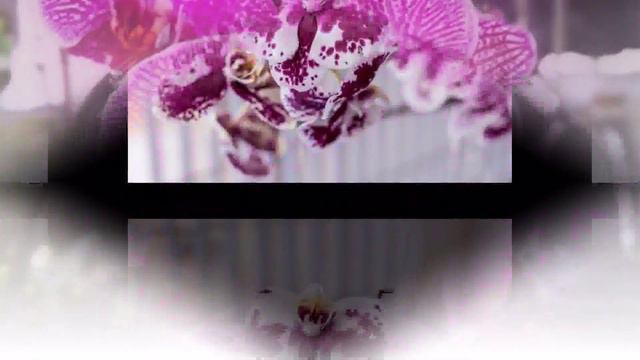 FLOWERS of the World GARDEN Miltoniopsis phalaenopsis Orquídea pensamiento flower 2023 #280 смотреть онлайн