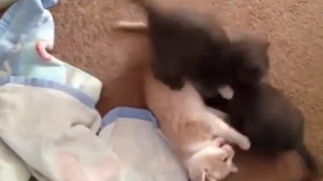 Обычная разминка котят! смотреть онлайн
