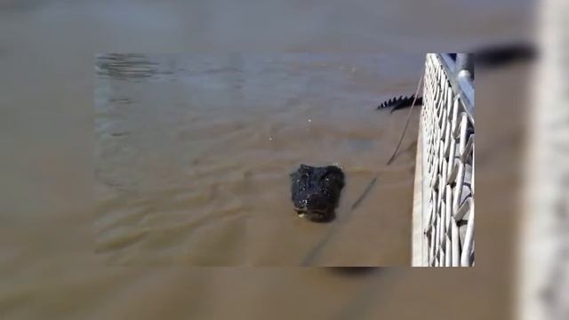 Крокодилы Гиганты, Которых Удалось Заснять на Камеру смотреть онлайн