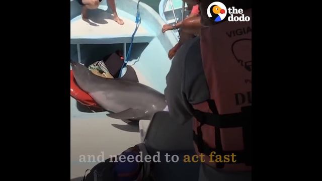 Dolphin JUMPS ON BOAT | The Dodo смотреть онлайн