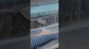 Замена датчика распредвала Авео т250 шанхайка