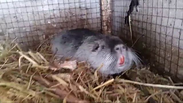 Нутрии зимой. Обзор клетки для нутрий. Содержание нутрий в клетке. смотреть онлайн