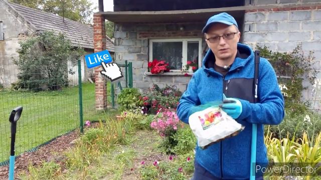 Jesienne sadzenie cebul. Kilka słów o Ketmi Syryjskiej i Anemonie Japońskim od Zimnego Ogrodnika. смотреть онлайн