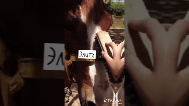 с наступающим) #лошади #НовыйГод #праздник #породы #имена #кобылы смотреть онлайн