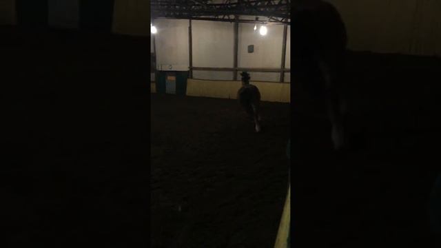 Лошади в манеже смотреть онлайн