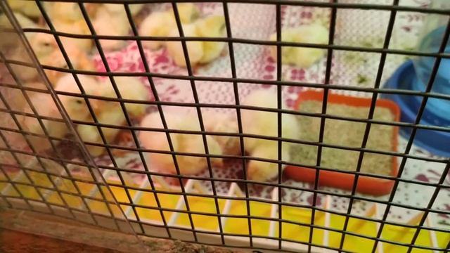 20 день инкубации КОББ-500 Чехия 01.05.19г смотреть онлайн