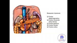 Селезёнка: синтопия, связки, строение, функции, кровоснабжение и иннервация | Нормальная анатомия