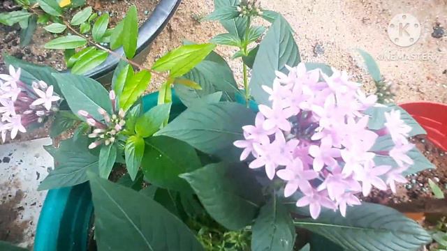 Do this To get more Flowers in Pentas смотреть онлайн