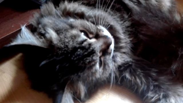 Кошачья мята смотреть онлайн