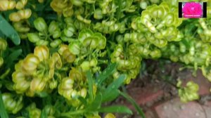 ПОЧВОПОКРОВНЫЕ РАСТЕНИЯ. ИБЕРИС ВЕЧНОЗЕЛЕНЫЙ