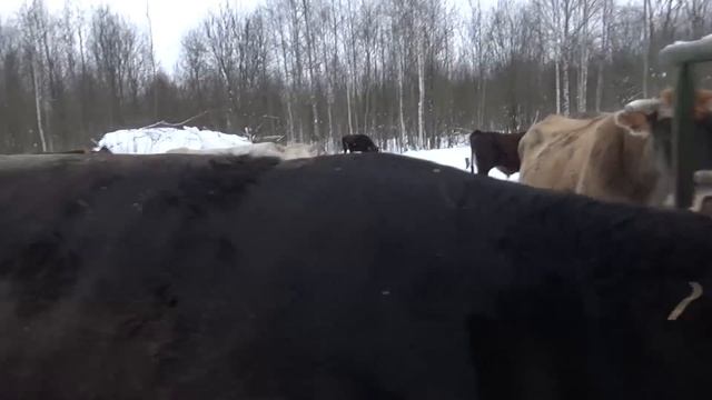 Беспривязное зимнее содержание КРС в КФХ земля кормит смотреть онлайн