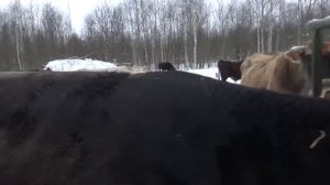 Беспривязное зимнее содержание КРС в КФХ земля кормит