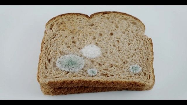 Что будет если СЪЕСТЬ ПЛЕСЕНЬ?? смотреть онлайн