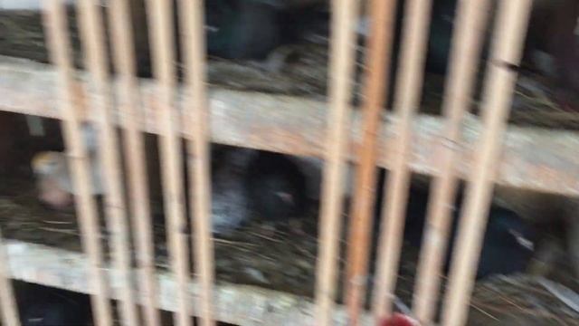 #Pigeons.Как поднять сиротых и отсталых пискунов. смотреть онлайн