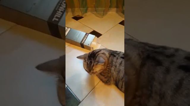 Кошка перданула смотреть онлайн