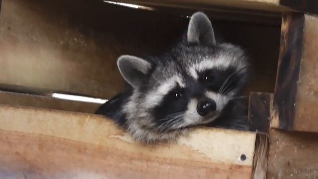 Домашний ЗООПАРК Пылышенко в Васильевке -1.09.2018 смотреть онлайн