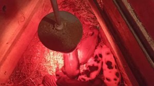 Чем лечить ПОНОС у ПОРОСЯТ? Лечение поросят.