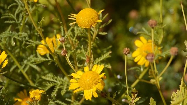 Färberkamille (Anthemis Tinctoria)