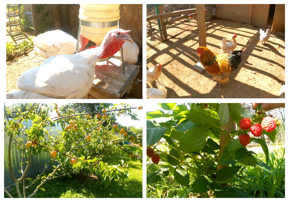 Индюки, несушки, мясо-яичные куры, цыплята-фестиваль. И немного сада-огорода в конце июля. смотреть онлайн