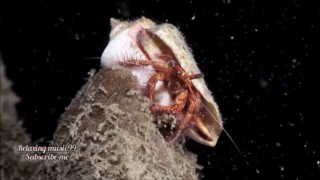 ocean world music смотреть онлайн