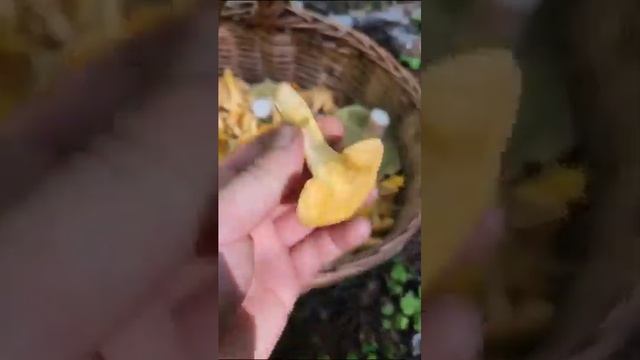 ОСТОРОЖНО!?ЛОЖНЫЕ ЛИСИЧКИ!? ИЛИ...#ложныелисички #ежовикжелтый #лисички # грибы смотреть онлайн