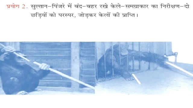 Gestalt theory in Hindi - अन्तर्दृष्टि या सूझ का सिद्धान्त - Study Material смотреть онлайн