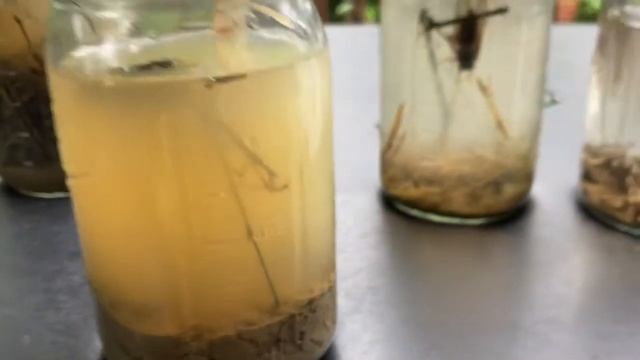 Aquatic jar ecosystem cicada experiment | episode #2: Mystery Insect revealed! (+montage) смотреть онлайн