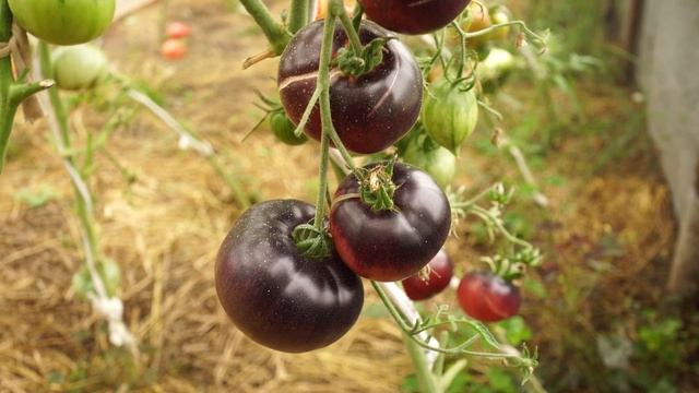 Томат Аметистовая Драгоценность смотреть онлайн