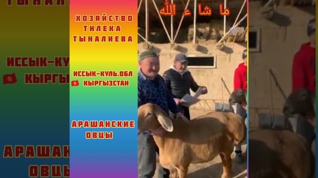 Арашан койлору | Хозяйство Тилека Тыналиева Иссык-куль.обл. Арашанские овцы смотреть онлайн