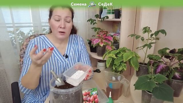 Как лучше всего посеять перцы на рассаду? смотреть онлайн
