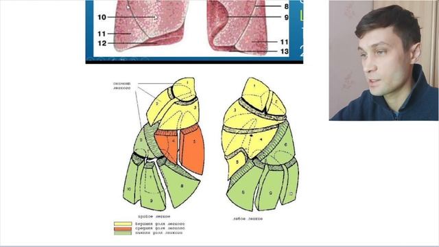 Дыхательная система. Полость гортани, трахея, бронхи, легкие, физиология дыхания (часть 2) смотреть онлайн