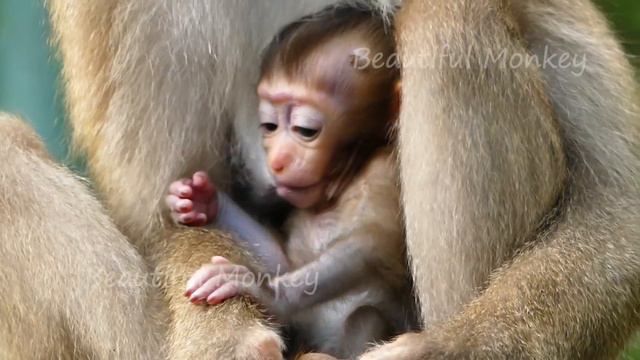 Baby Rainbow Drama Cry Seizure, Libby Just Only Keep Continue Training Rainbow Become Independent. смотреть онлайн
