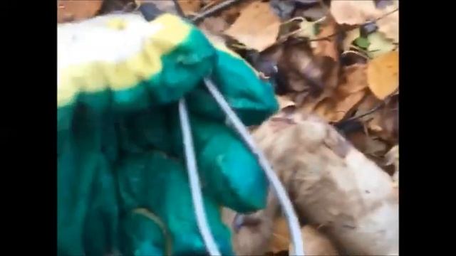Регулирование численности волка в Коми. третий и четвертый волк. Видео от волчатника Константина. смотреть онлайн