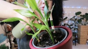 Плесень и белый налёт в горшках комнатных растений. Как избавиться от плесени