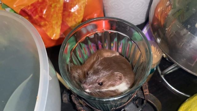 Домашняя ласка - в рот мне ноги. (home weasel, mustela nivalis) смотреть онлайн
