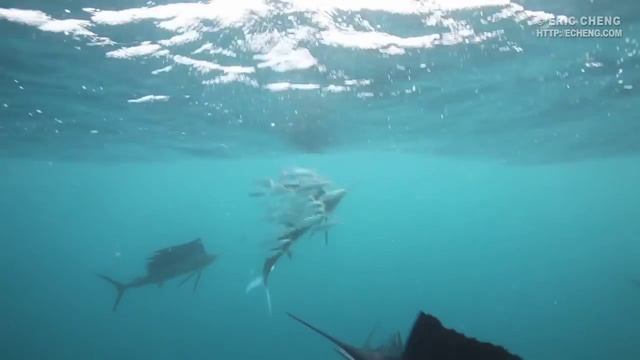 Atlantic sailfish (Istiophorus albicans) hunt a ball of sardines смотреть онлайн