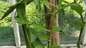 Сорт томата Великосветский F1 / Сахаристый и мясистый сорт томата