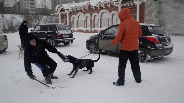 Приволжская Академия Кинологии. Кане корсо